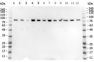 Western Blot of Rabbit anti-STIM1 antibody. (STIM1 antibody  (C-Term))