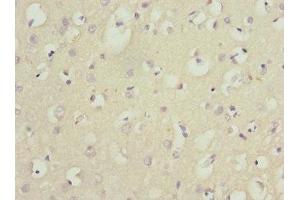 Immunohistochemistry of paraffin-embedded human brain tissue using ABIN7165131 at dilution of 1:100 (Nerve Growth Factor Receptor (TNFRSF16) Associated Protein 1 (NGFRAP1) (AA 1-111) antibody)