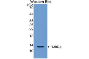 Western Blotting (WB) image for anti-Histone H4 (AA 2-103) antibody (ABIN1859164) (Histone H4 antibody  (AA 2-103))