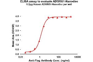 Elisa plates were pre-coated with Flag Tag AD-Nanodisc (0. (ADGRG1 Protein)