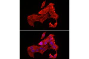 Immunofluorescence (IF) image for anti-BCL2-Associated X Protein (BAX) (AA 1-100) antibody (ABIN3020683)