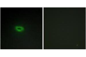 Immunofluorescence (IF) image for anti-Chromosome 2 Open Reading Frame 40 (C2orf40) (AA 41-90) antibody (ABIN2889756) (C2orf40 antibody  (AA 41-90))