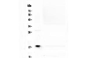 Western blot analysis of MAX using anti-MAX antibody . (MAX antibody  (AA 30-106))