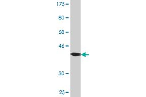 FGD3 antibody  (AA 83-173)