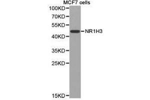 Western Blotting (WB) image for anti-Nuclear Receptor Subfamily 1, Group H, Member 3 (NR1H3) antibody (ABIN1873948) (NR1H3 antibody)