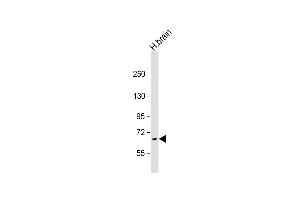 Western Blotting (WB) image for anti-Proline Dehydrogenase (Oxidase) 1 (PRODH) (AA 130-155) antibody (ABIN1881685)