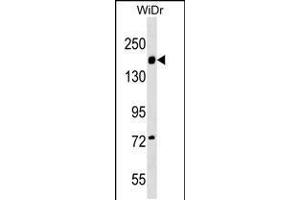 Western blot analysis in WiDr cell line lysates (35ug/lane). (ITGA2 antibody  (C-Term))
