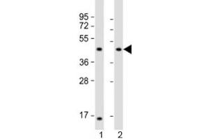 Western blot testing of 1) mouse heart and 2) rat heart lysate with LIAS antibody at 1:2000. (LIAS antibody  (AA 298-330))