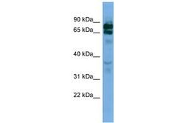 PCDHB16 antibody  (AA 251-300)