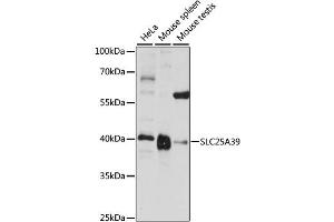 Western blot analysis of extracts of various cell lines, using SLC25A39 antibody (ABIN6290961) at 1:1000 dilution. (SLC25A39 antibody)