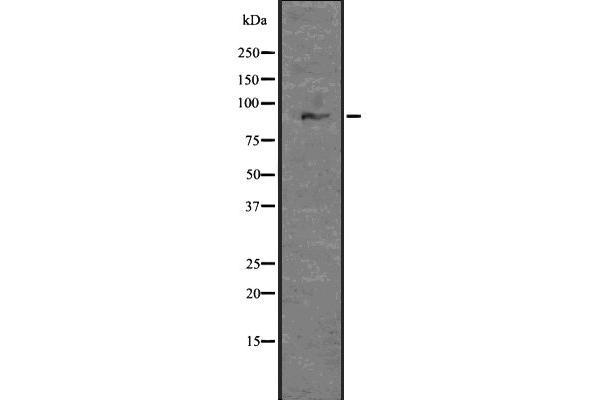 GLIS3 antibody  (Internal Region)