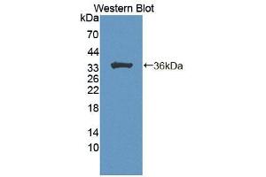 Western blot analysis of the recombinant protein. (CDK18 antibody  (AA 121-402))