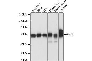 Western blot analysis of extracts of various cell lines, using SEPT8 antibody (ABIN6291210) at 1:1000 dilution. (Septin 8 antibody)