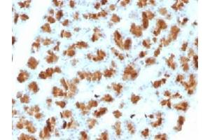 IHC testing of FFPE rat pancreas with Elastase 3B antibody (clone CELA3B/1257). (Elastase 3B antibody  (AA 82-238))