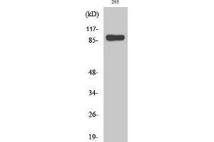 Western Blotting (WB) image for anti-Signal Transducer and Activator of Transcription 1, 91kDa (STAT1) (Ser727) antibody (ABIN5957648) (STAT1 antibody  (Ser727))