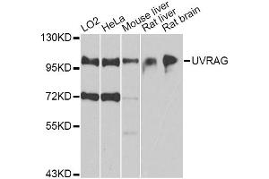 Western blot analysis of extracts of various cell lines, using UVRAG antibody. (UVRAG antibody)