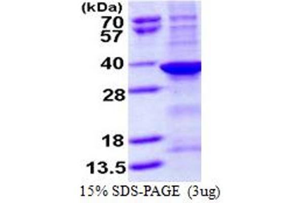 SUMF1 Protein (AA 91-374) (His tag)