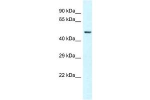 Western Blot showing GC antibody used at a concentration of 1 ug/ml against 721_B Cell Lysate (Gc (N-Term) antibody)