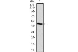 Western Blotting (WB) image for anti-Polo-Like Kinase 1 (PLK1) (AA 331-508) antibody (ABIN1844749) (PLK1 antibody  (AA 331-508))