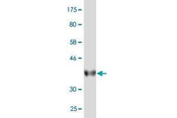 HINT2 antibody  (AA 60-163)