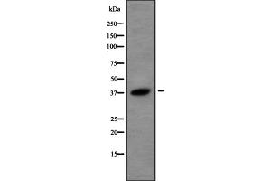 Western blot analysis USP50 using A549 whole cell lysates (USP50 antibody  (Internal Region))