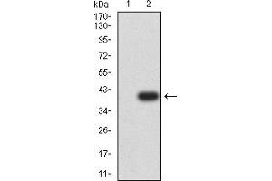 Western blot analysis using RUNX1 mAb against HEK293 (1) and RUNX1 (AA: 237-337)-hIgGFc transfected HEK293 (2) cell lysate. (RUNX1 antibody  (AA 237-337))