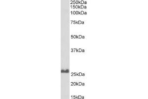 Biotinylated ABIN5539686 (0. (SNAP25 antibody  (C-Term) (Biotin))