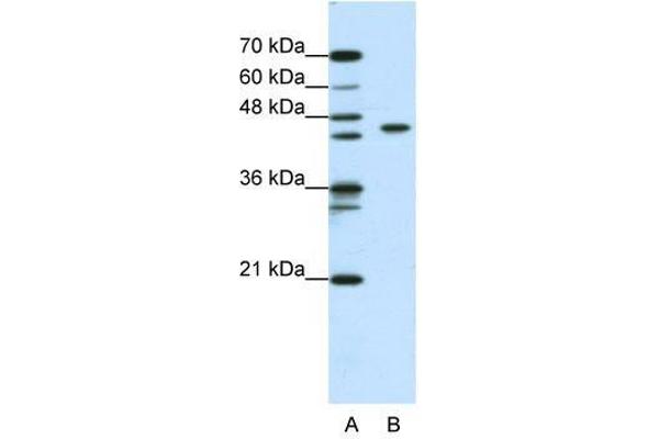 ZBTB9 antibody  (N-Term)