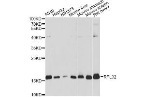 Western blot analysis of extracts of various cell lines, using RPL32 antibody (ABIN6291200) at 1:3000 dilution. (RPL32 antibody)