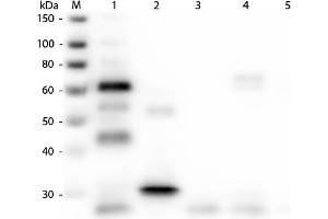 Western Blotting (WB) image for Goat anti-Chicken IgG antibody (DyLight 549) - Preadsorbed (ABIN6698816)