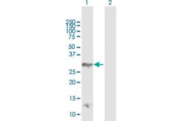 DLX4 antibody  (AA 1-240)