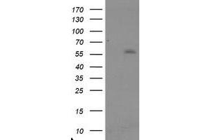 Image no. 1 for anti-TRAF Interacting Protein (TRAIP) (AA 67-313) antibody (ABIN1491632) (TRAIP antibody  (AA 67-313))