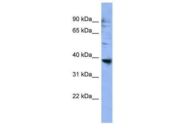 OR2L3 antibody  (C-Term)