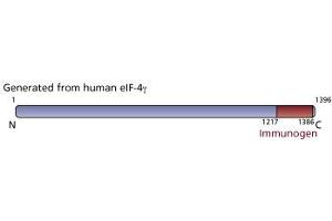 Image no. 2 for anti-eIF-4gamma (AA 1217-1386) antibody (ABIN968023) (eIF-4gamma (AA 1217-1386) antibody)