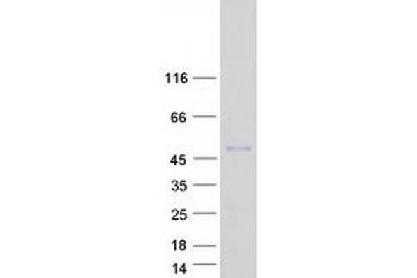 MEF2B Protein (Myc-DYKDDDDK Tag)