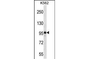 Western blot analysis in K562 cell line lysates (35ug/lane). (SAP130 antibody  (C-Term))