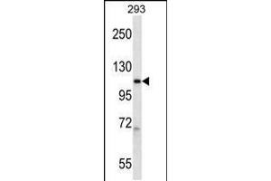 Western blot analysis in 293 cell line lysates (35ug/lane). (POLR2B antibody  (AA 797-826))