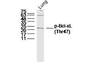 Mouse Lung lysates probed with p-Bcl-xL (Thr47) Polyclonal Antibody, Unconjugated  at 1:300 dilution and 4˚C overnight incubation. (BCL2L1 antibody  (pThr47))