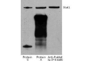 Western Blotting (WB) image for Fluorescent TrueBlot®: Anti-Rabbit IgG Fluorescein (ABIN6698841)