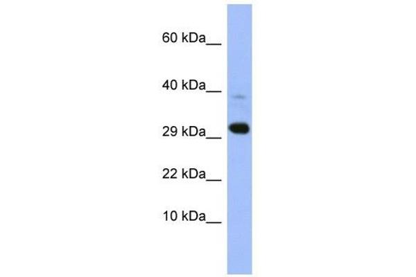 MRPL47 antibody  (Middle Region)