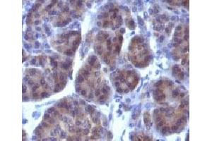 Formalin-fixed, paraffin-embedded human pancreas stained with Golgi Marker antibody (GLG1/970). (Golgi Marker antibody)