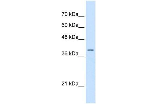 STRAP antibody  (N-Term)