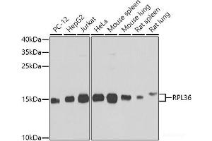 Western blot analysis of extracts of various cell lines using RPL36 Polyclonal Antibody at dilution of 1:1000. (RPL36 antibody)