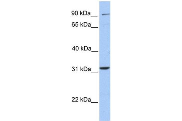 ELFN2 antibody  (N-Term)