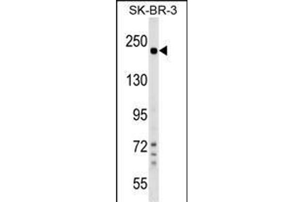 SHROOM2 antibody  (AA 599-625)