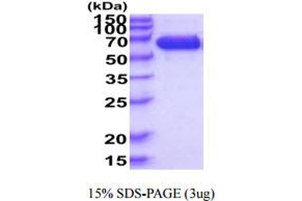 IGSF8 Protein (AA 28-579) (His tag)