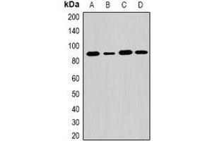 Western blot analysis of EXT1 expression in K562 (A), PC3 (B), mouse liver (C), mouse lung (D) whole cell lysates. (EXT1 antibody)