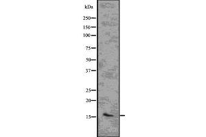 Western blot analysis of CENPA using LOVO whole  lysates. (CENPA antibody  (N-Term))