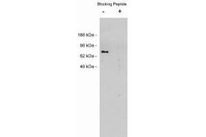 Image no. 1 for anti-Netrin 1 (NTN1) antibody (ABIN212236) (Netrin 1 antibody)