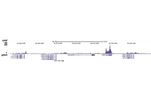 Chromatin Immunoprecipitation (ChIP) image for anti-RNA Polymerase II Subunit RPB1 (POLR2A) (pSer2) antibody (ABIN6655366)